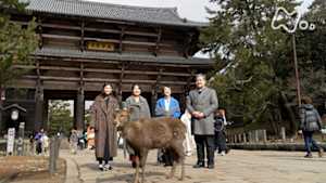 日曜美術館　まなざしのヒント　日本建築入門ｉｎ東大寺・新薬師寺