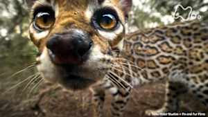 地球ドラマチック　幻のヤマネコ　オセロット