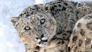 地球ドラマチック　ユキヒョウ　～“山の精霊”を追って～