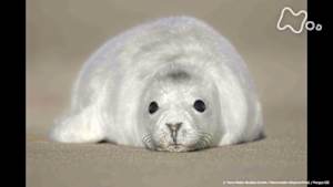 地球ドラマチック　スコットランドの大自然　～島々の生き物たち～