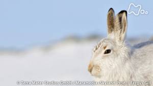 地球ドラマチック　スコットランドの大自然　～ハイランドの生き物たち～