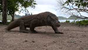 ワイルドライフ　インドネシア　熱帯の島々　陸の王者コモドドラゴン　海をゆく