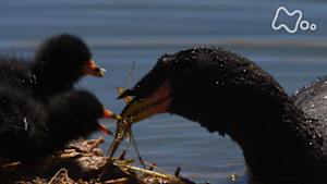 ワイルドライフ　南米チリ　アタカマ砂漠　天空の湖に水鳥が“島”を築く