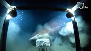ワイルドライフスペシャル　日本最深　駿河湾　神秘の海底　深海に謎の怪魚を追え！