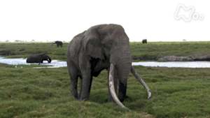 ワイルドライフ　アフリカ　キリマンジャロ山麓　アフリカゾウ　若きオス　大人への道を歩む