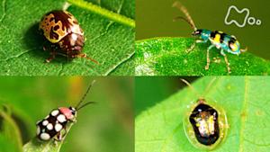 ワイルドライフ　中米コスタリカ　熱帯の森　探検昆虫学者が迫る！超絶サバイバル術