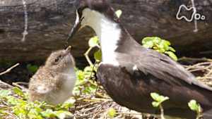 ワイルドライフ　インド洋　セーシェル諸島　アジサシ１００万羽　壮絶子育て