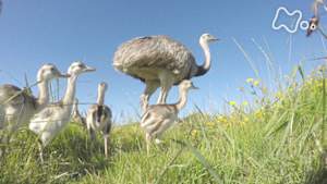 ワイルドライフ　南米ウルグアイ　育メン巨鳥レア　大牧場の子育てに迫る！
