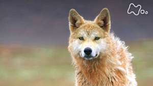 ワイルドライフ　チベット高原　幻のオオカミ　天空を駆ける！