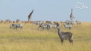ワイルドライフ　野生の王国　アフリカ　大草原サバンナを生き抜く！