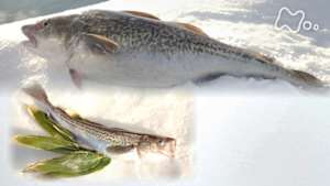 新日本風土記　鱈（たら）