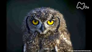 地球ドラマチック　最強のハンター！猛禽（きん）類　～驚異の技に迫る～