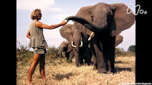 地球ドラマチック　ゾウと共に生きる