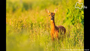 地球ドラマチック　スコットランドの大自然　～ローランドの生き物たち～