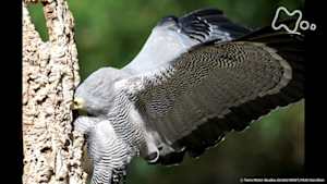 地球ドラマチック　最強のハンター！猛禽（きん）類　～極限に生きる～