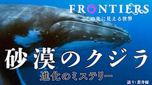 フロンティア　砂漠のクジラ　進化のミステリー