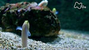 地球ドラマチック　動物たちのサステイナブルな建造物