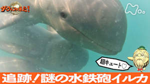 ダーウィンが来た！　超キュート　追跡！謎の水鉄砲イルカ