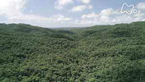 ＢＳ１ＳＰ　美（ちゅ）ら森やんばる　世界自然遺産　未来への約束