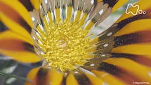 地球ドラマチック　フラワー・パワー　～花が地球を“征服”できたワケ～