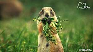 地球ドラマチック　プレーリードッグの物語　～アメリカ　大平原の１年～