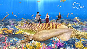 サイエンスＺＥＲＯ　イカはいかに生きるか？驚異の生存戦略に迫る