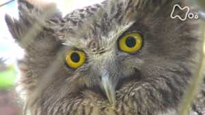 ダーウィンが来た! J:COM STREAM 視聴サイト