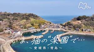 ドキュメント２０ｍｉｎ．　いま、猫の“楽園”で…～愛媛県・青島～