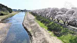 小さな旅　桜に心つないで　～福島県　浪江町～