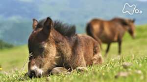 小さな旅　いのち輝く岬で　～宮崎県　都井岬～