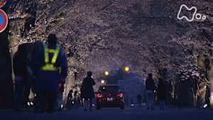 ドキュメント７２時間　夜の森　桜のトンネルで