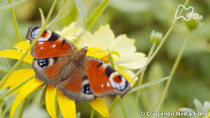 地球ドラマチック　チョウが人類を救う？　～小さな体に秘めた驚きのパワー～
