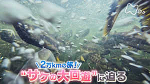 サイエンスＺＥＲＯ　２万ｋｍの旅！“サケの大回遊”に迫る
