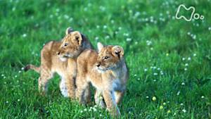 ワイルドライフ　アフリカ大平原　赤ちゃんライオン！　百獣の王をめざせ