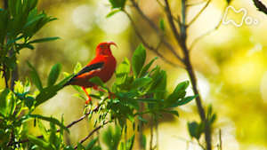 ワイルドライフ　ハワイ島　野鳥の楽園　森を舞うミツスイ　進化の秘密を探る