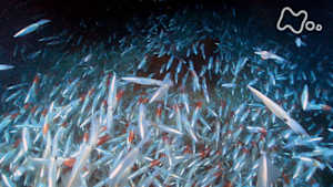 ワイルドライフ　アメリカ　南カリフォルニアの海　“スクイッドラン”１０万匹のイカ　謎の大集結！