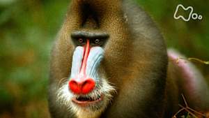 ワイルドライフ　野生の王国　アフリカ　熱帯の森をサルが生き抜く！