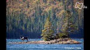 ワイルドライフ　カナダ　ノースウッズ　命あふれる原生林を行く
