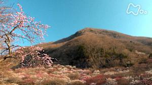 にっぽん百低山　幕山・神奈川