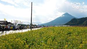 新日本風土記　鹿児島湾岸　早春ストーリー