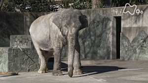 ドキュメント７２時間　アンコール　真冬の東京　その名は　“はな子”