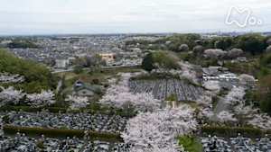ドキュメント７２時間　樹木葬　桜の下のあなたへ