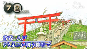 ドキュメント７２時間　青森・八戸　ウミネコが舞う神社で