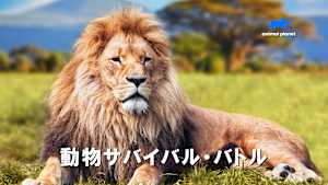 動物サバイバル・バトル