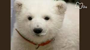 時をかけるテレビ～今こそ見たい！この１本～　ピース５歳～日本初　ホッキョクグマ哺育物語～