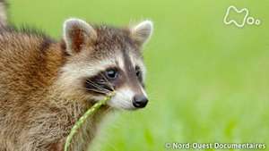 地球ドラマチック　アライグマ　子どもたちのサバイバル