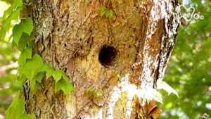 ダーウィンが来た! J:COM STREAM 視聴サイト