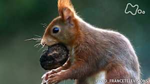 地球ドラマチック　キタリスの住む森で