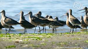 地球ドラマチック　渡り鳥を守れ！大移動１万キロの危機