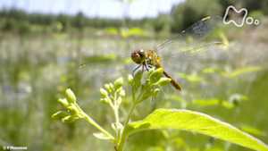 地球ドラマチック　トンボ　華麗なる水辺の主役